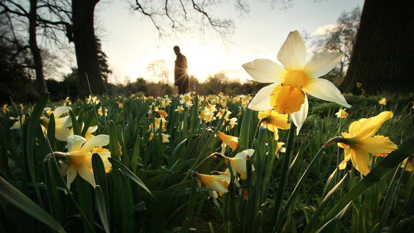 Photo of yellow flowers for a botany paper
